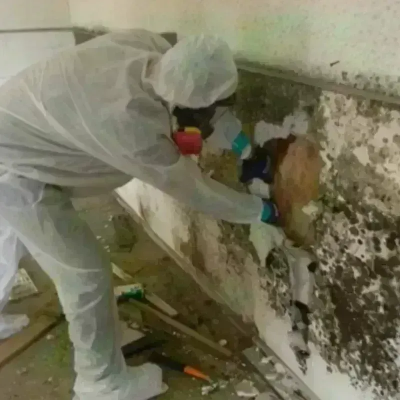 Mold Remediation and Removal in Vinalhaven, ME